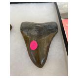 Large Megalodons Tooth