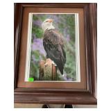 American Bald Eagle Picture in Frame