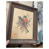 Vintage Bird Art in Frame