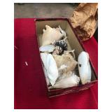 Seashells Lot