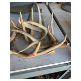 Assorted Antlers