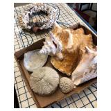 Collectible Shells Tray Lot