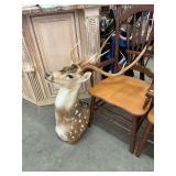 Large Chital Deer Taxidermy Mount