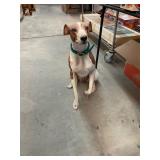 Life Size Dog Statue