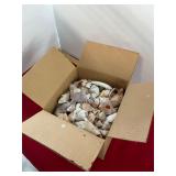Seashells Lot