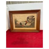 Canvas Backed Duck Lithograph