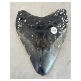 Megalodons Tooth