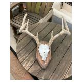 Deer Rack Wall Hanging