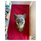 Taxidermy Boar