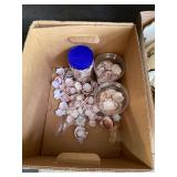 Seashells Lot