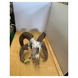 Sheep Skull