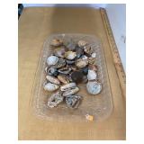 Seashsells Tray Lot