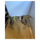 Sheep Skull