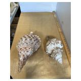 2 Large Seashells