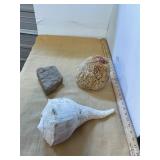 Seashell, Sponge, and Fossil,