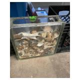 Seashell Display