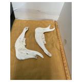 2 Jaw Bones