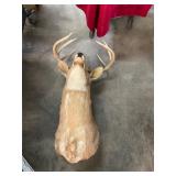 Taxidermy Deer Mount
