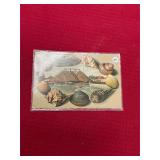Piles of Oyster Shells Hampton Va Antique Postcard