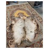 Elk Pelt