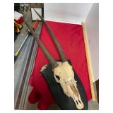 African Antelope Skull