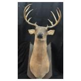 Classic talking BUCK deer mount. Working