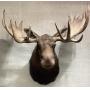 LARGE NORTH AMERICAN MOOSE TAXIDERMY SHOULDER