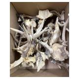 Large Lot of Deer Antlers for Knife Making/Other