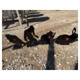 Lot of 4 Mini Big Daddy Shooting Targets