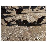 Lot of 4 Mini Big Daddy Shooting Targets