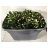 Tote of Christmas greenery