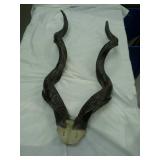 African antelope horns. We do not authenticate.