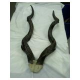 African antelope horns. These are not real!