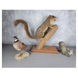 Taxidermy squirrel & pheasant