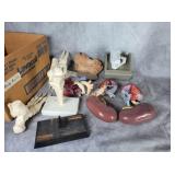Merck and co. anatomy and heart models