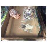 Seashell & stones