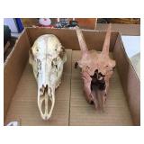 Deer skulls