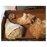 Conch shells