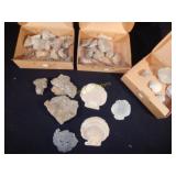 3BX Collected Fossils