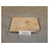 Geocoma Carinata Brittle Star