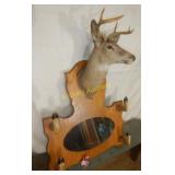 Whitetail Deer Mount with Oak Mirror