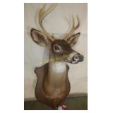 Whitetail Deer Mount