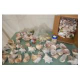 Large Sea Shell Collection