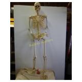 Plastic Skeleton