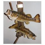 2 LARGE MOUTH BASS DRIFTWOOD TAXIDERMY MOUNT
