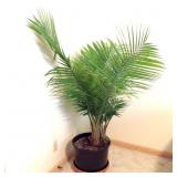 Fern (live) in Planter