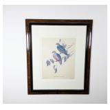 Framed Lithograph, Ewing' Fruit Dove's