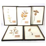 (5) Framed Dried Botanical Specimens