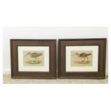 (2) Framed Bird Print, 12' x 11' Frames