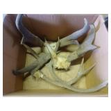 Deer antlers